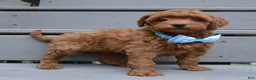 Mini Goldendoodle dogs for sale: Mini Gigi - Ad 6