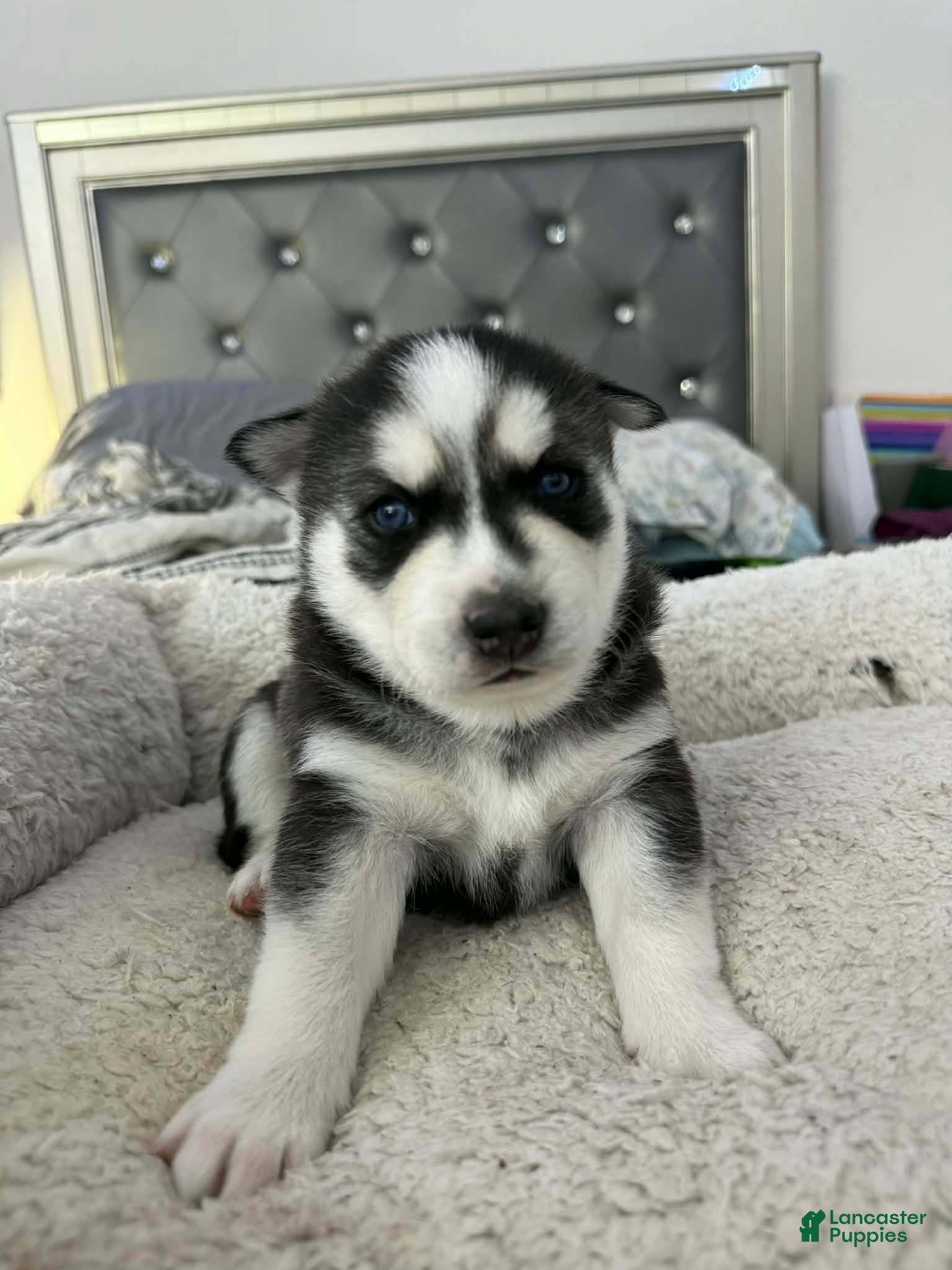 Siberian Husky dogs Ghost - Ad 1