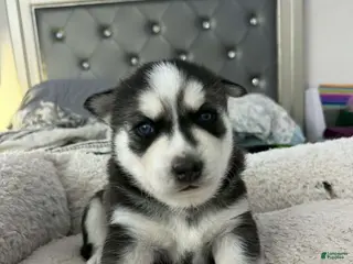 Siberian Husky dogs for sale: Ghost - Ad 1