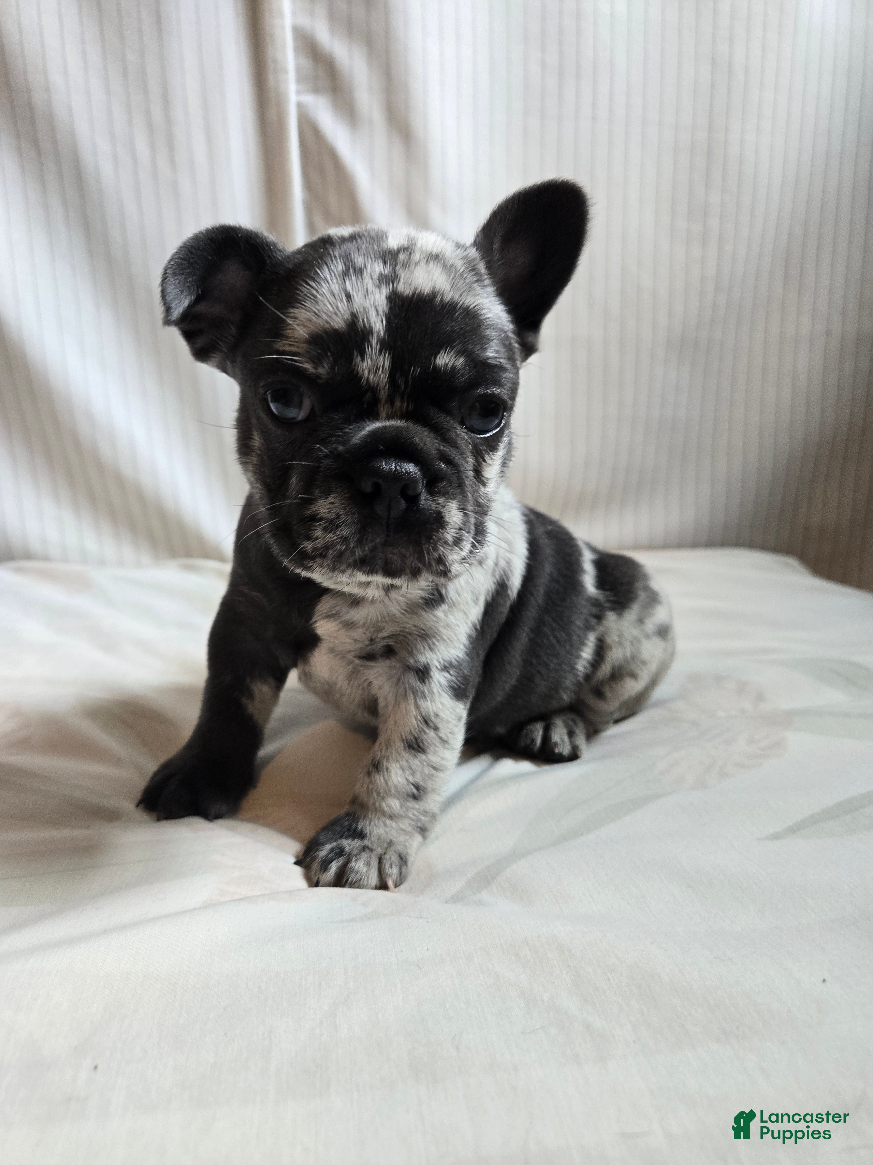 French Bulldog dogs for sale: Oslo - Ad 4