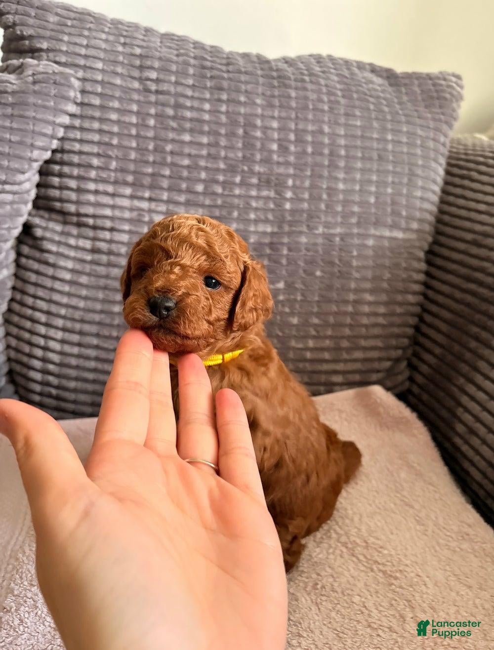 Cockapoo dogs Molly - Ad 41