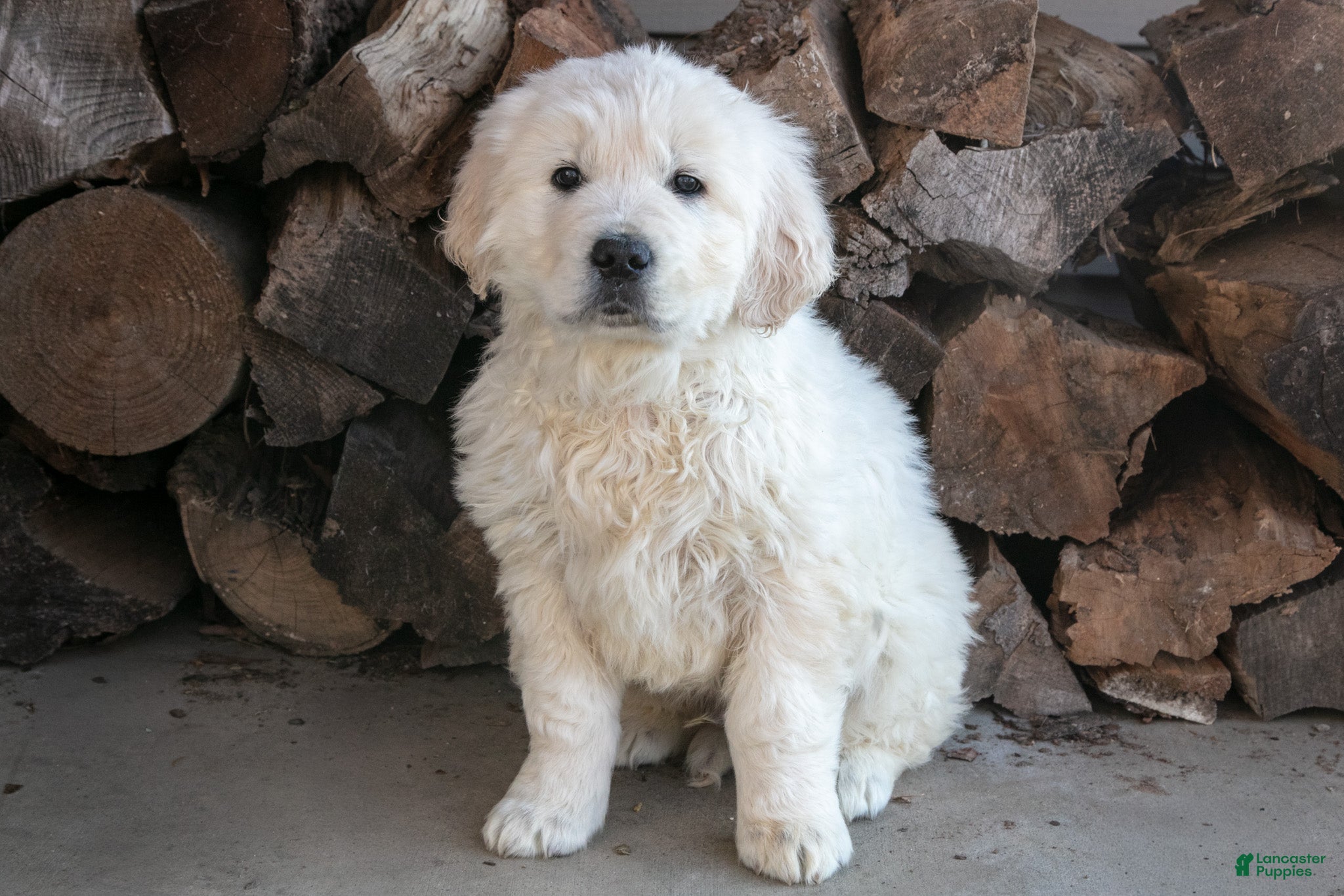 Golden Retriever dogs Sam - Ad 2