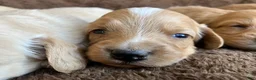 Miniature Dachshund dogs for sale: DAWWG POUND’S POCKET-SIZED QB - Ad 23