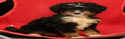 Mini Bernedoodle dogs for sale: Luna - Ad 7