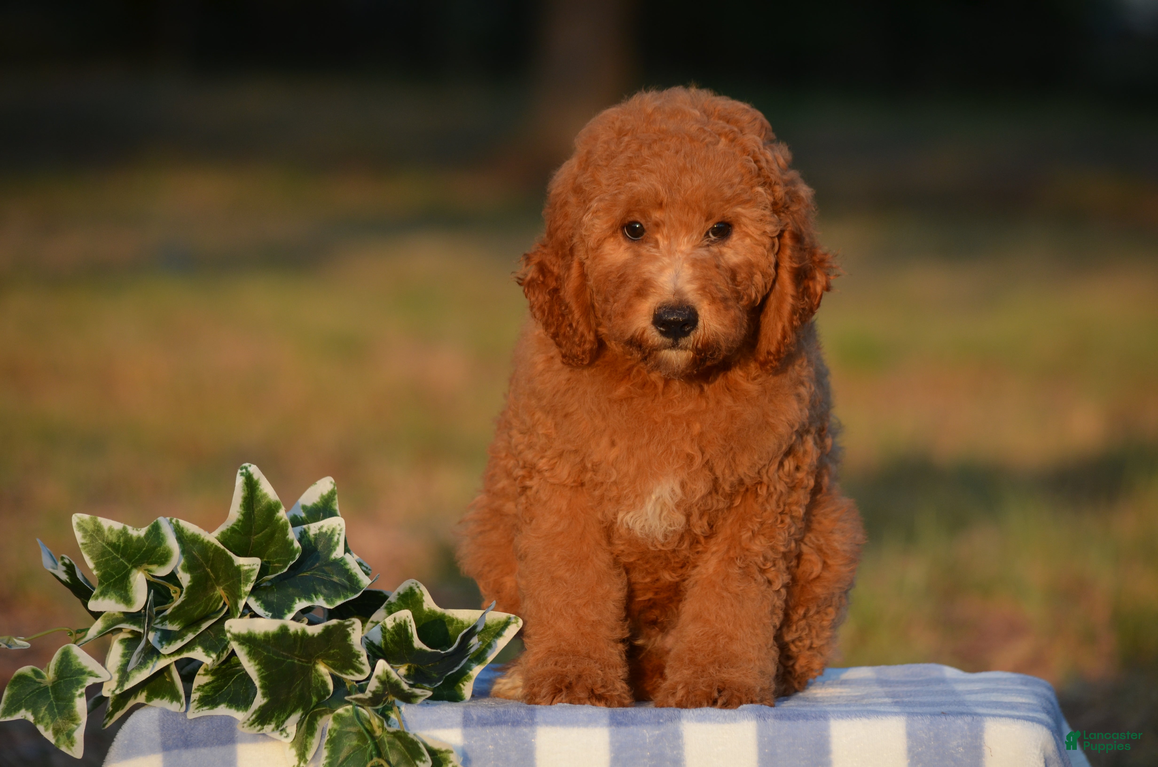 Mini Goldendoodle dogs Ace - Ad 1
