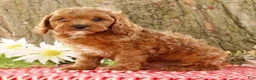 Cavapoo dogs for sale: Jack - Ad 4