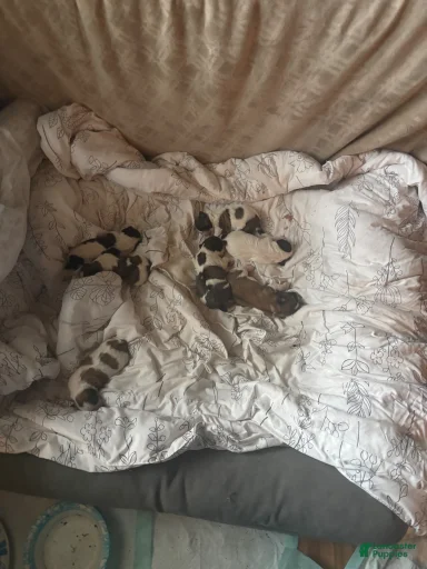 Gallery Image {{count}}