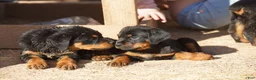 Rottweiler dogs for sale: Rottweiler F2 - Ad 15