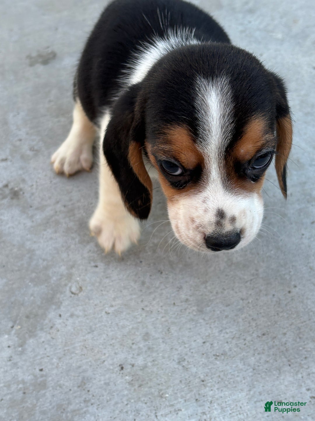 Beagle dogs for sale: Finn - Ad 6