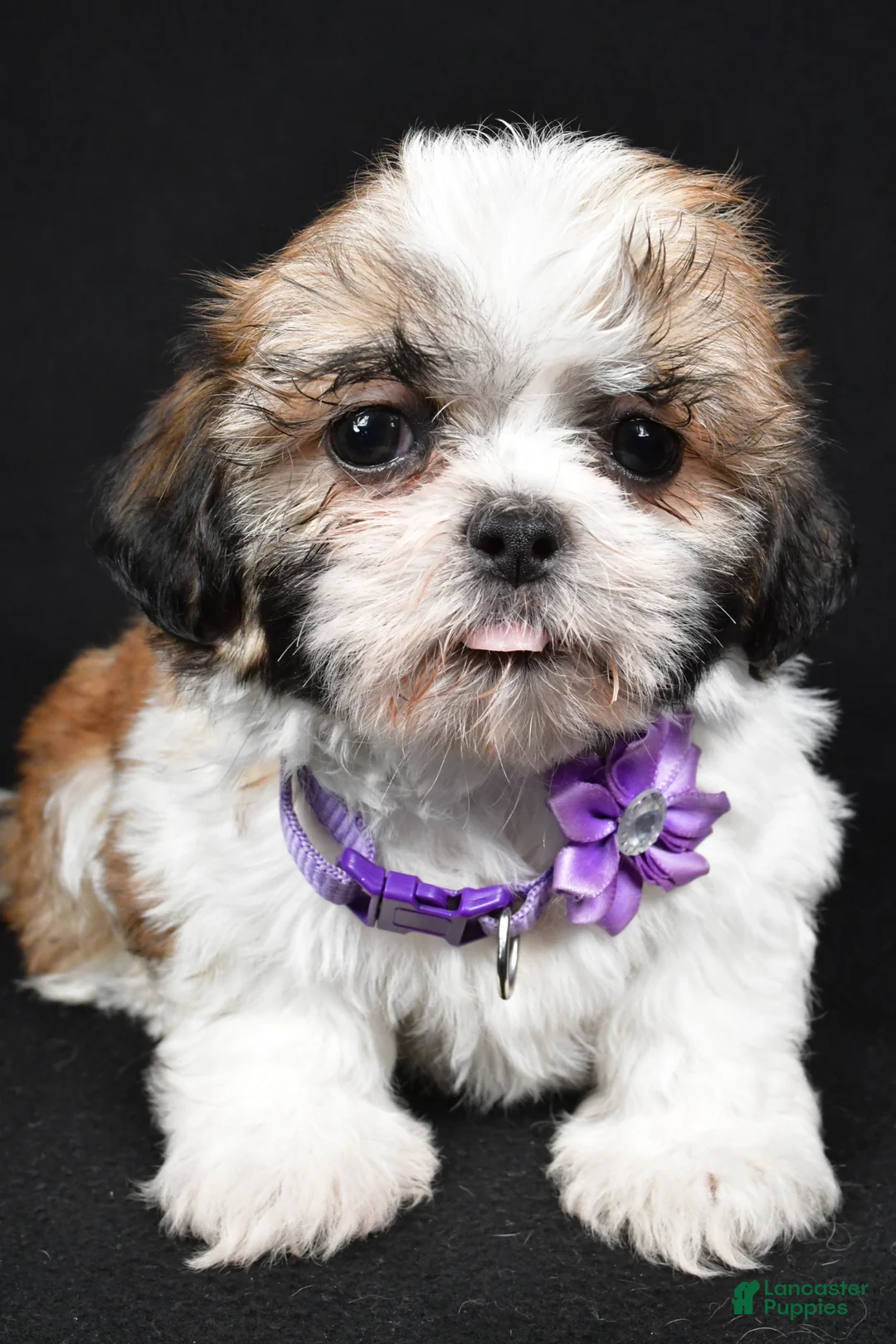 Shih Tzu dogs for sale: Sara - Ad 2