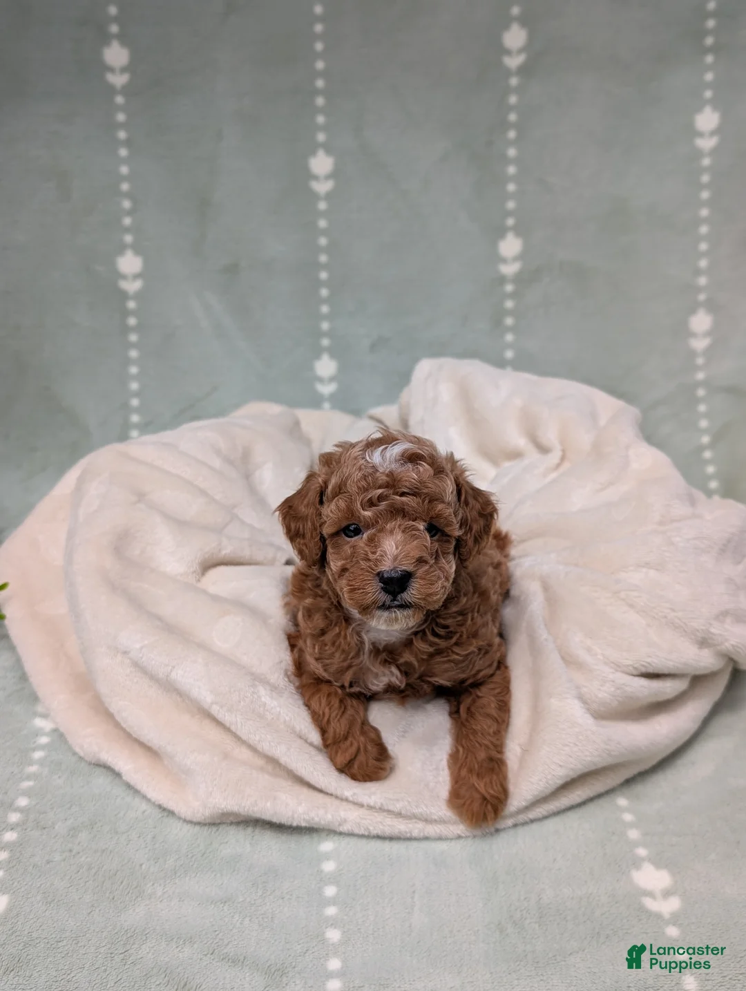 Toy Poodle dogs for sale: Parker - Ad 2