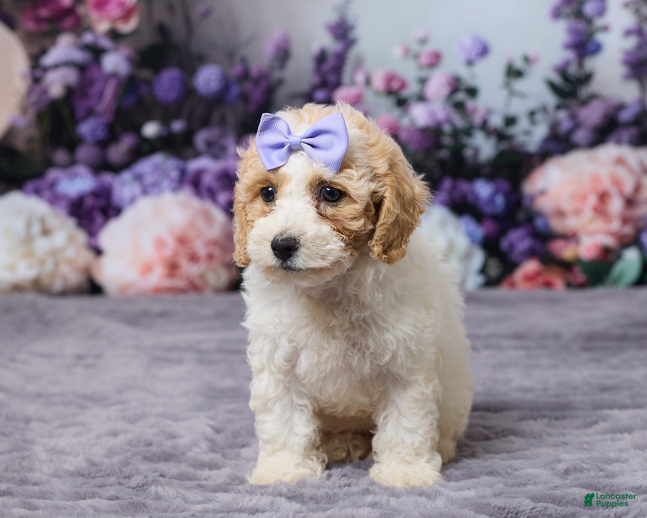 Bichpoo dogs Paisley - Ad 1