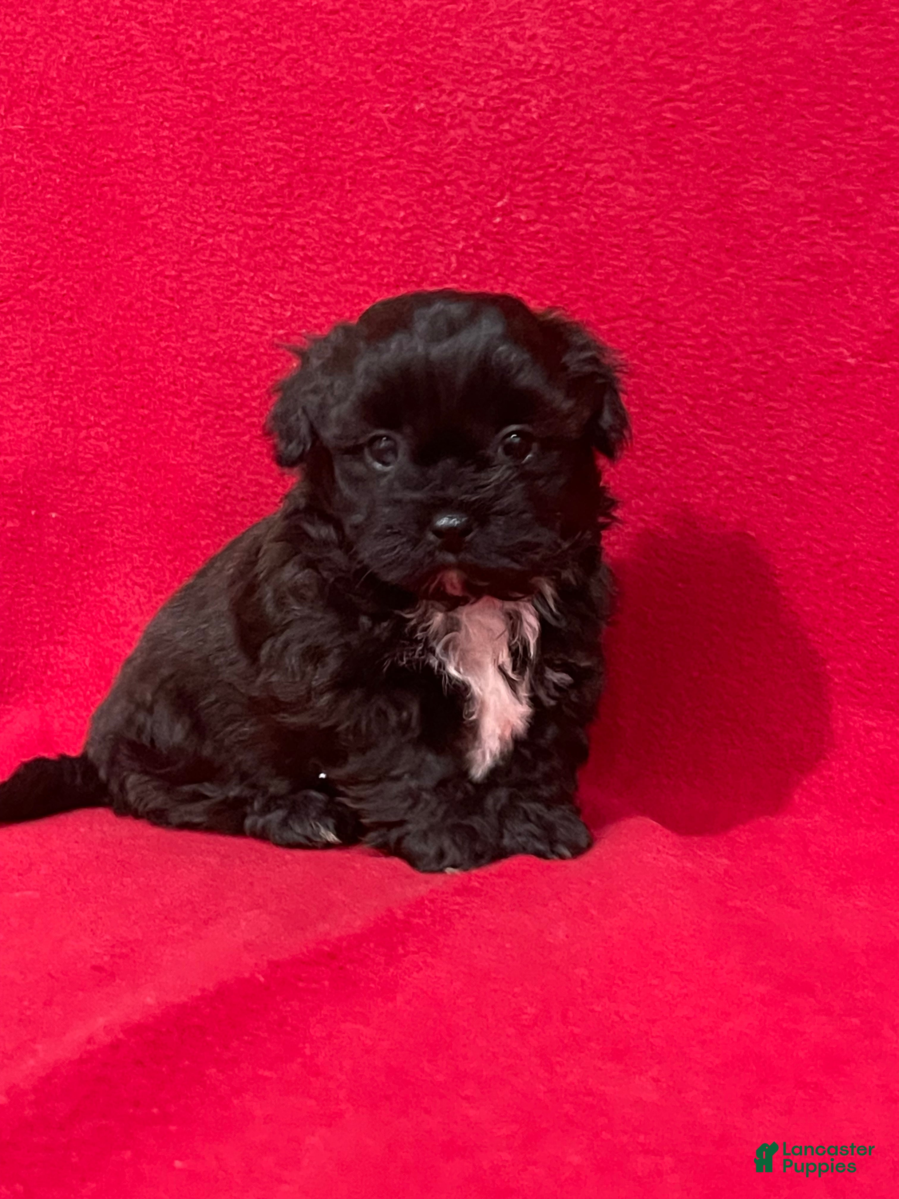 Teddy Bear dogs Landis - Ad 35