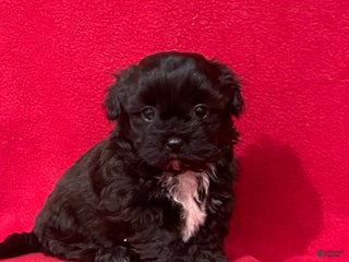 Teddy Bear dogs Landis - Ad 19