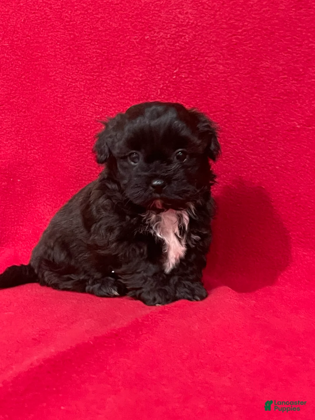 Teddy Bear dogs for sale: Landis - Ad 1