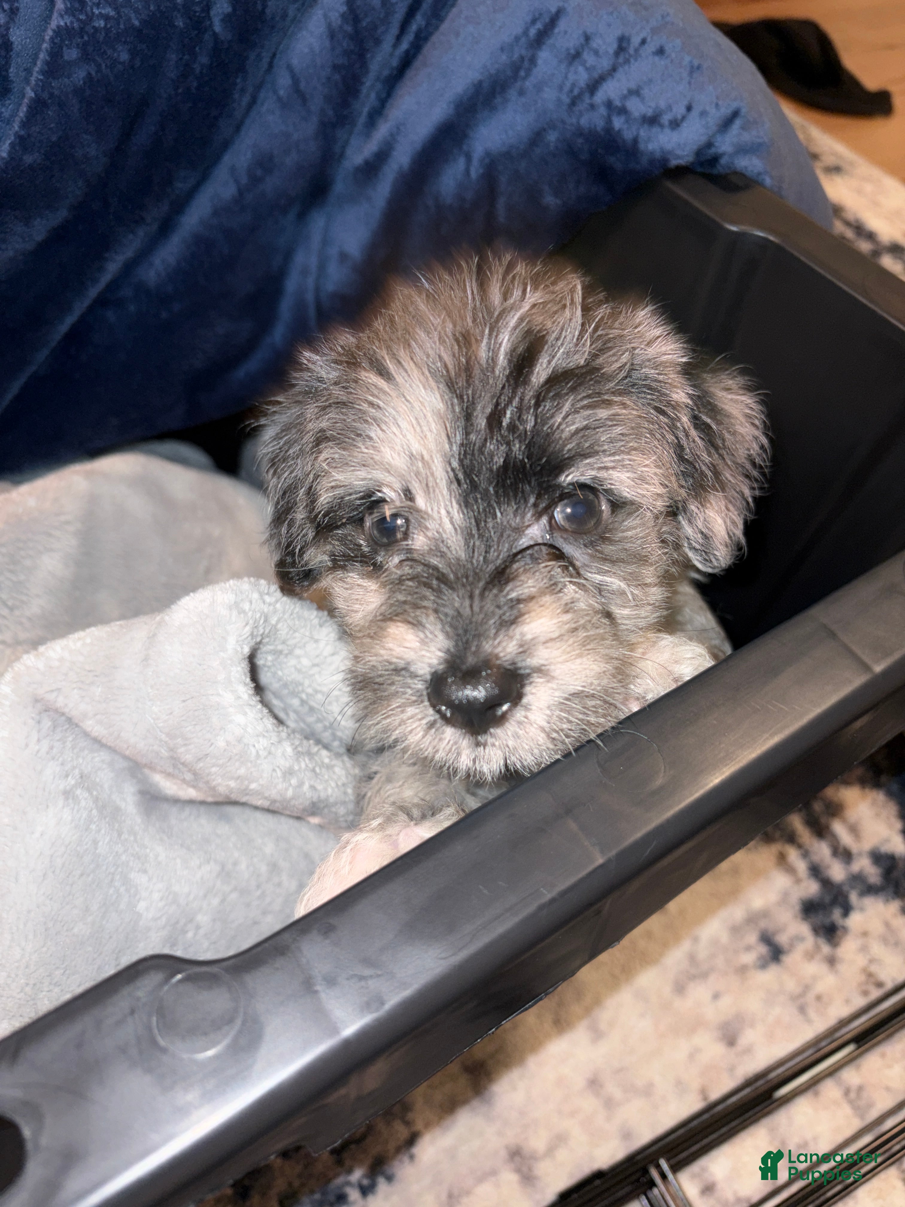 Westiepoo dogs Westiepoo  - Ad 1