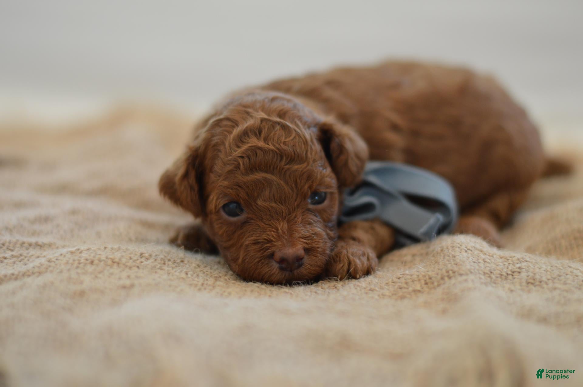 Miniature Poodle dogs Eeny - Ad 2