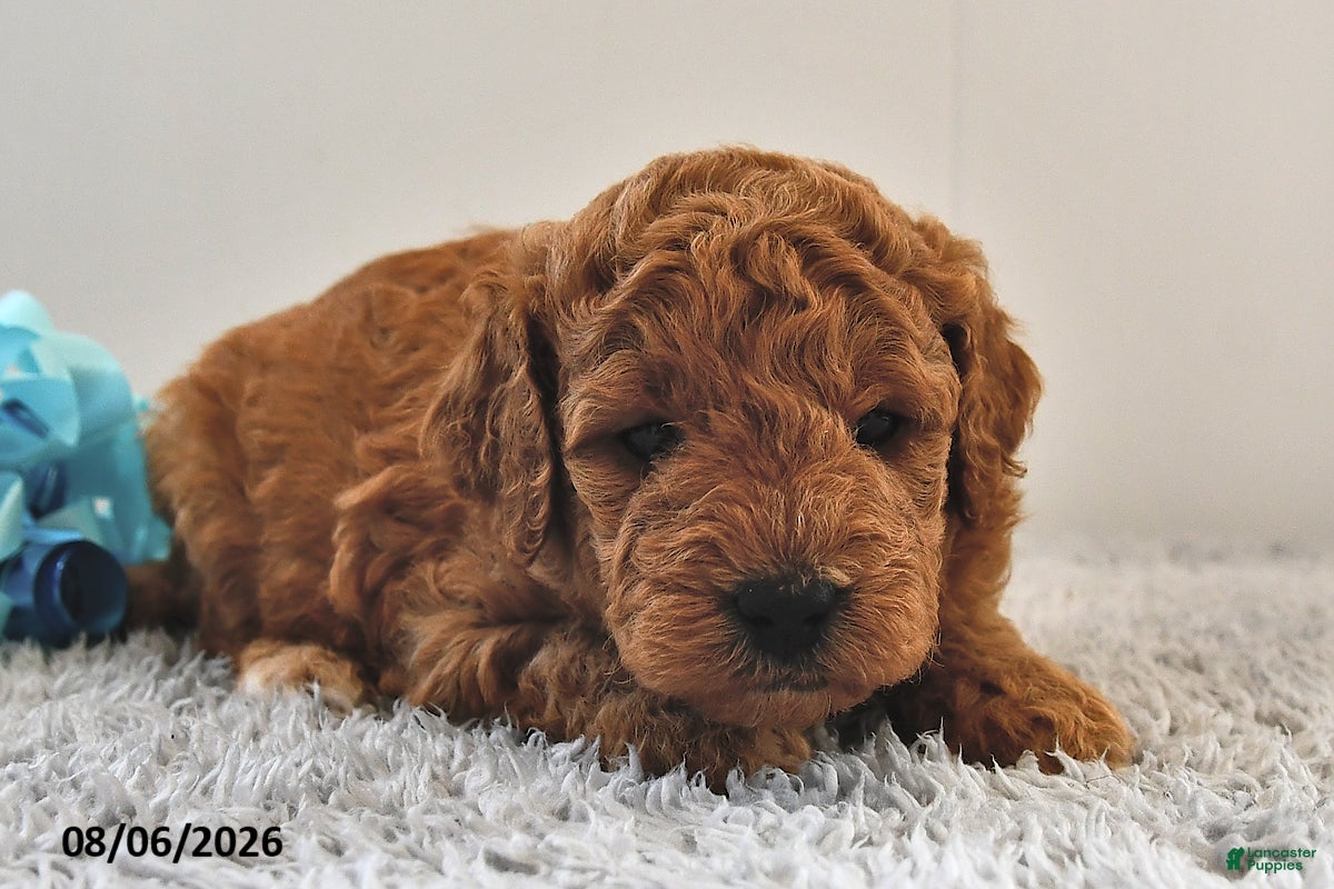 Mini Goldendoodle dogs Bella   - Ad 2
