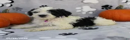 Yorkiepoo dogs for sale: Sky - Ad 3