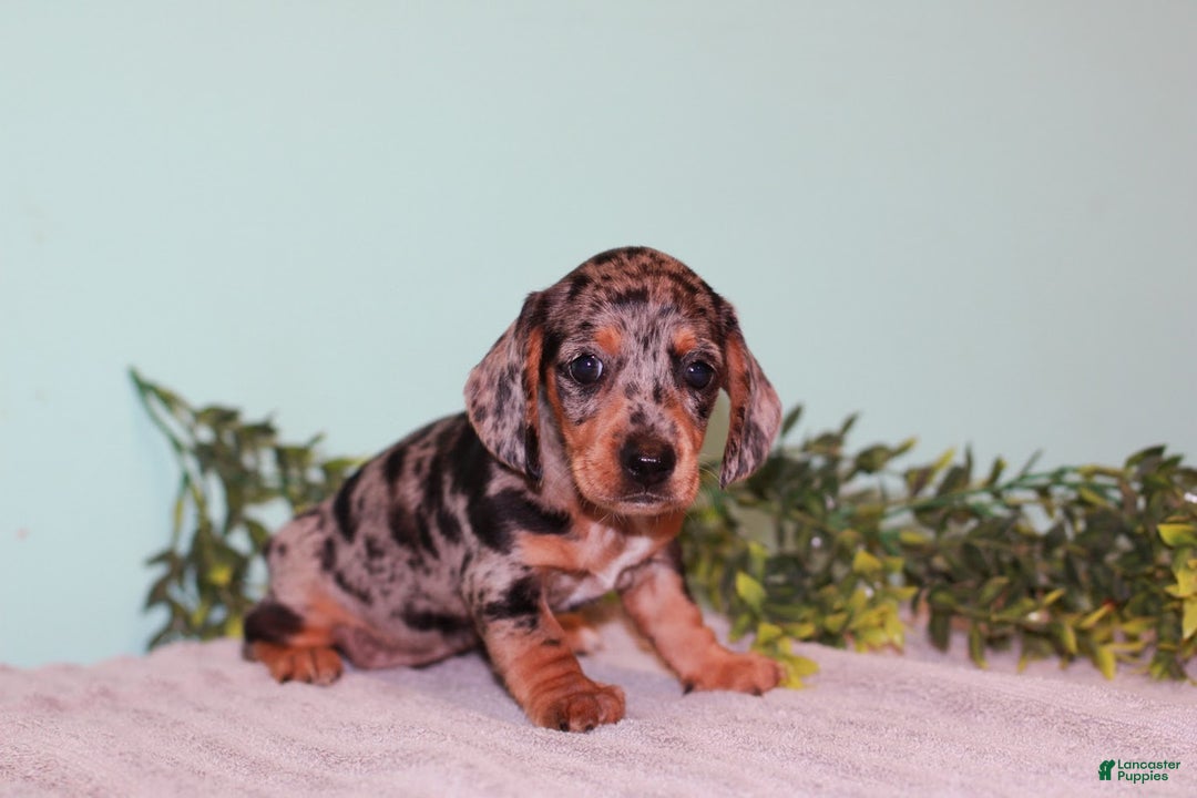 Miniature Dachshund dogs for sale: Flower - Ad 1