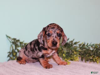 Miniature Dachshund dogs Flower - Ad 16