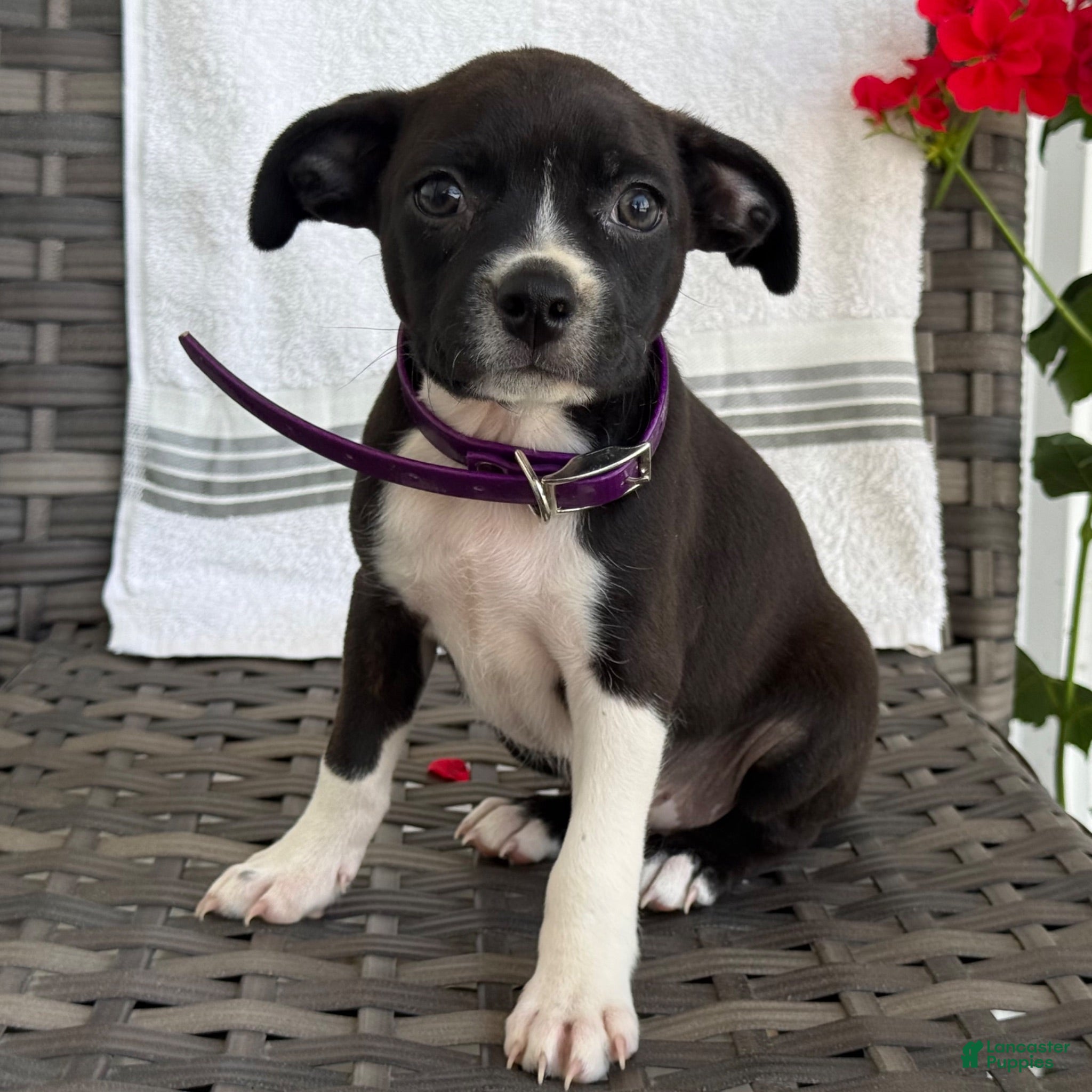 Mixed Breed dogs Glady - Ad 2
