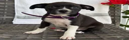 Mixed Breed dogs for sale: Glady - Ad 2