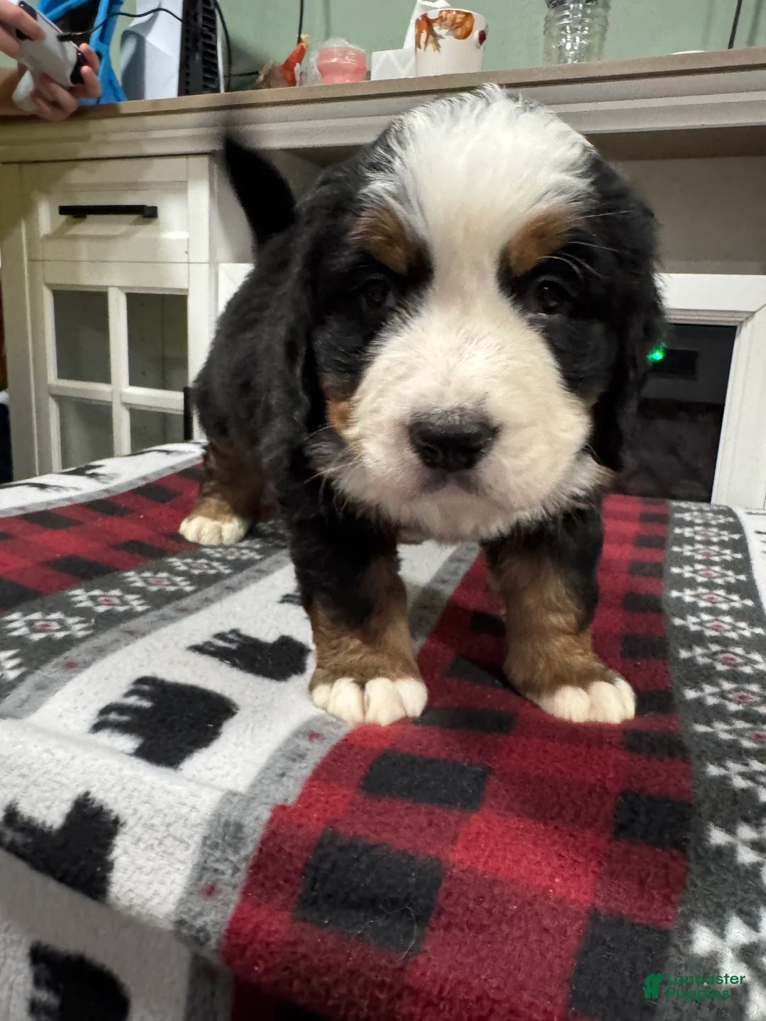 Bernese Mountain Dog dogs for sale: Shadow - Ad 2