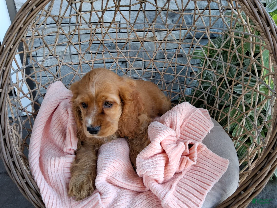 Cocker Spaniel dogs for sale: Rita - Ad 1