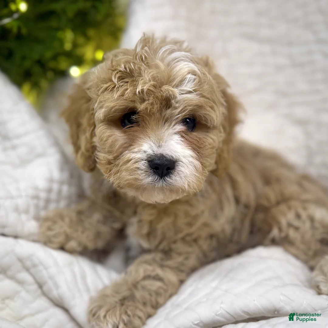 Cavapoo dogs for sale: Cavapoo Puppy 1 - Ad 1