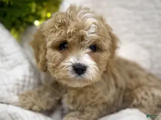 Cavapoo dogs Cavapoo Puppy 1 - Ad 31