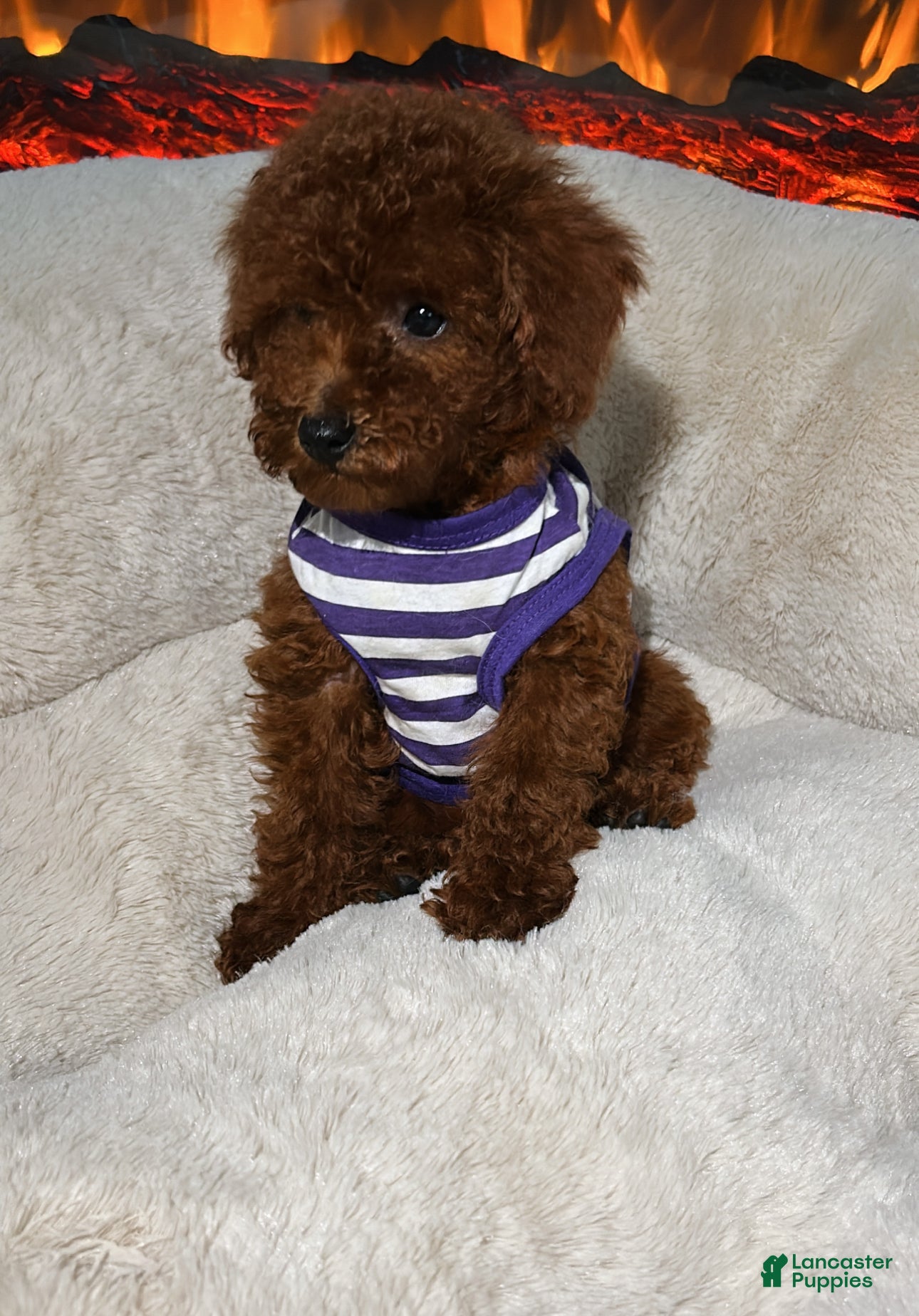 Toy Poodle dogs Willow  - Ad 34