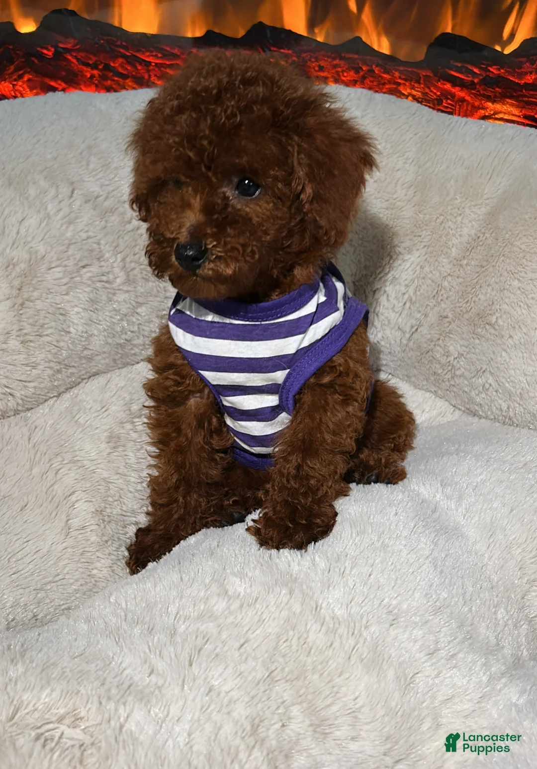 Toy Poodle dogs for sale: Willow  - Ad 1