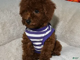 Toy Poodle dogs Willow - Ad 34