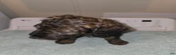 Bernedoodle dogs for sale: Tip Toe - Ad 3