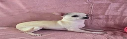 Chihuahua dogs for sale: Nana - Ad 2