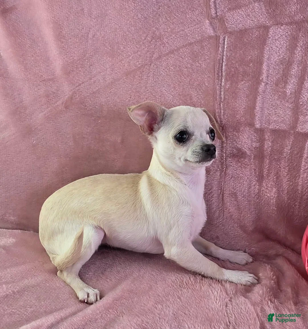Chihuahua dogs for sale: Nana - Ad 2