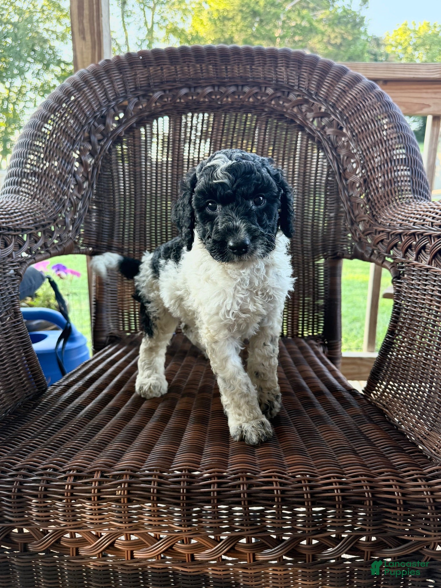 Goldendoodle dogs Lillian  - Ad 1