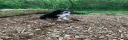 Mixed Breed dogs for sale: Bell - Ad 3