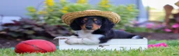 Miniature Dachshund dogs for sale: Hudson - Ad 6