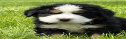 Bernese Mountain Dog dogs for sale: Bernese Mountain Dog Puppy 2 Mr gray - Ad 5