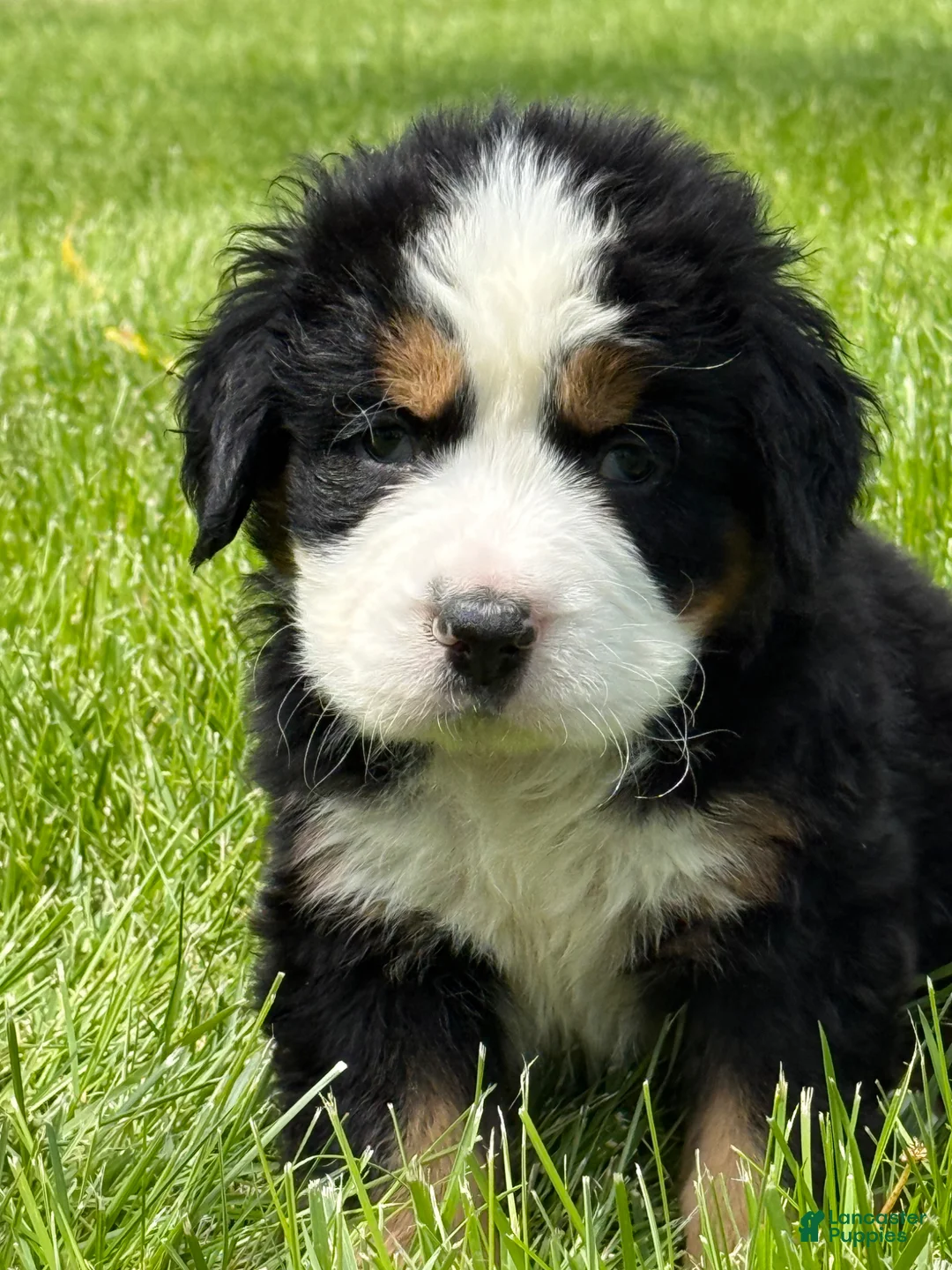 Bernese Mountain Dog dogs for sale: Bernese Mountain Dog Puppy 2 Mr gray - Ad 5