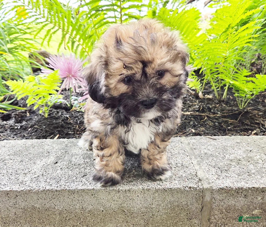 Teddy Bear dogs for sale: Tucker - Ad 3
