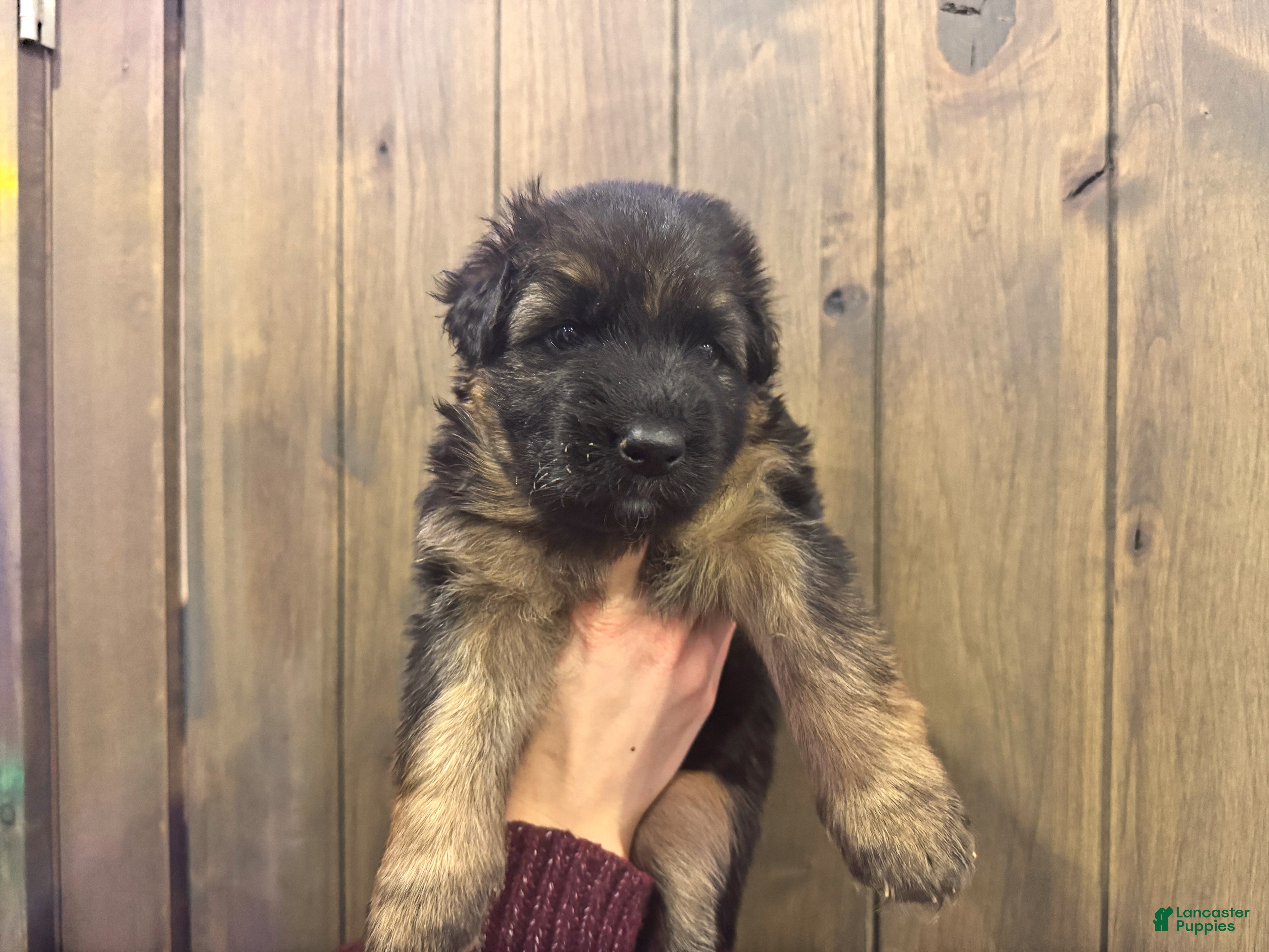 German Shepherd dogs Bell - Ad 22