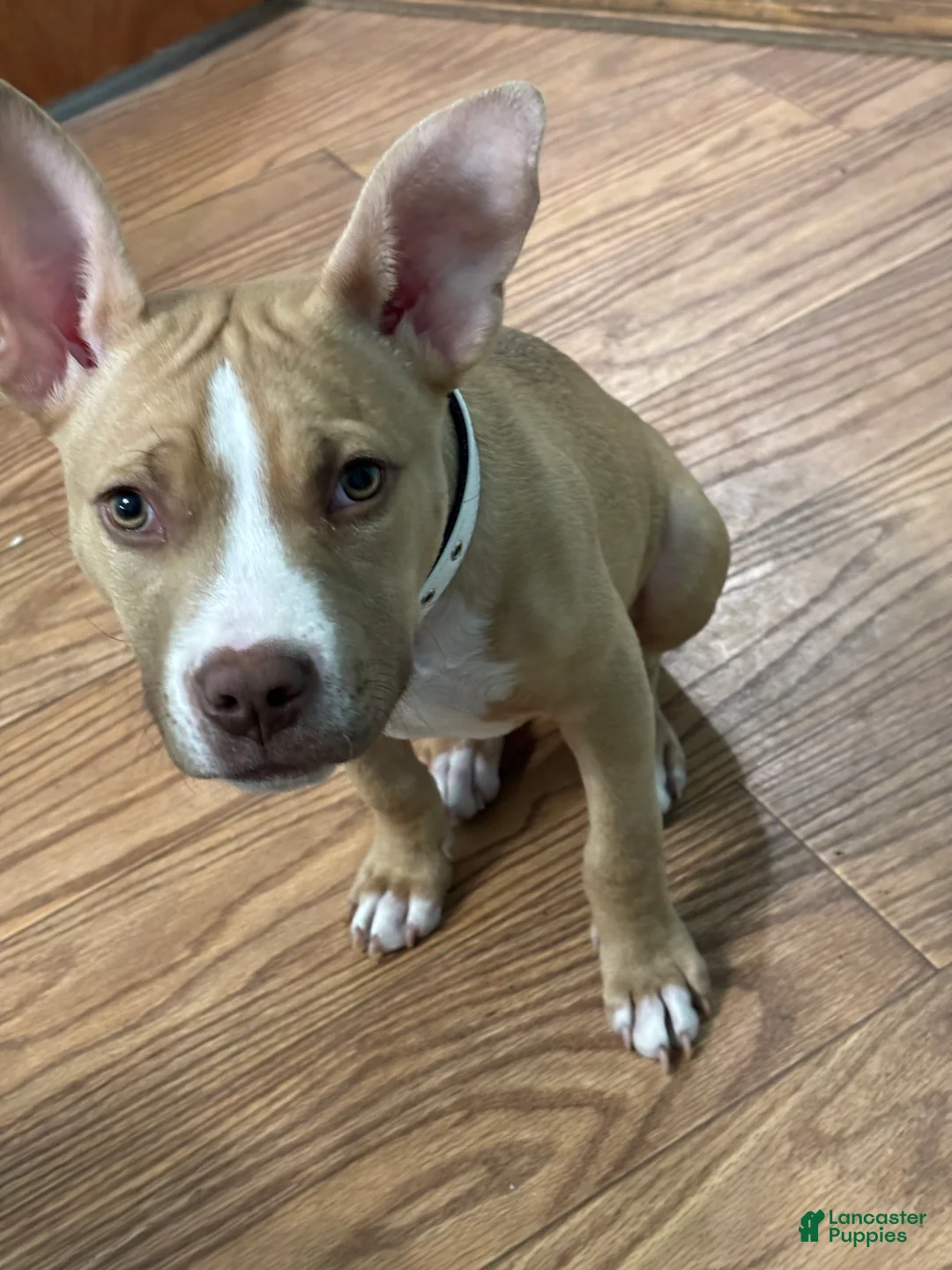 American Pit Bull Terrier dogs for sale: American Pit Bull Terrier Puppy 1 - Ad 3