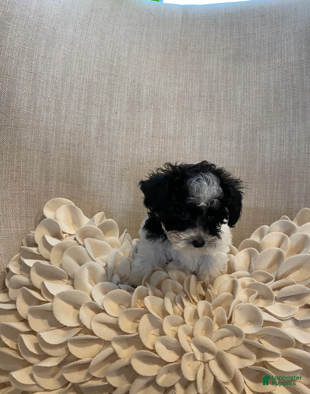 Gallery Image {{count}}