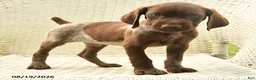 German Shorthaired Pointer dogs for sale: Helen - Ad 3