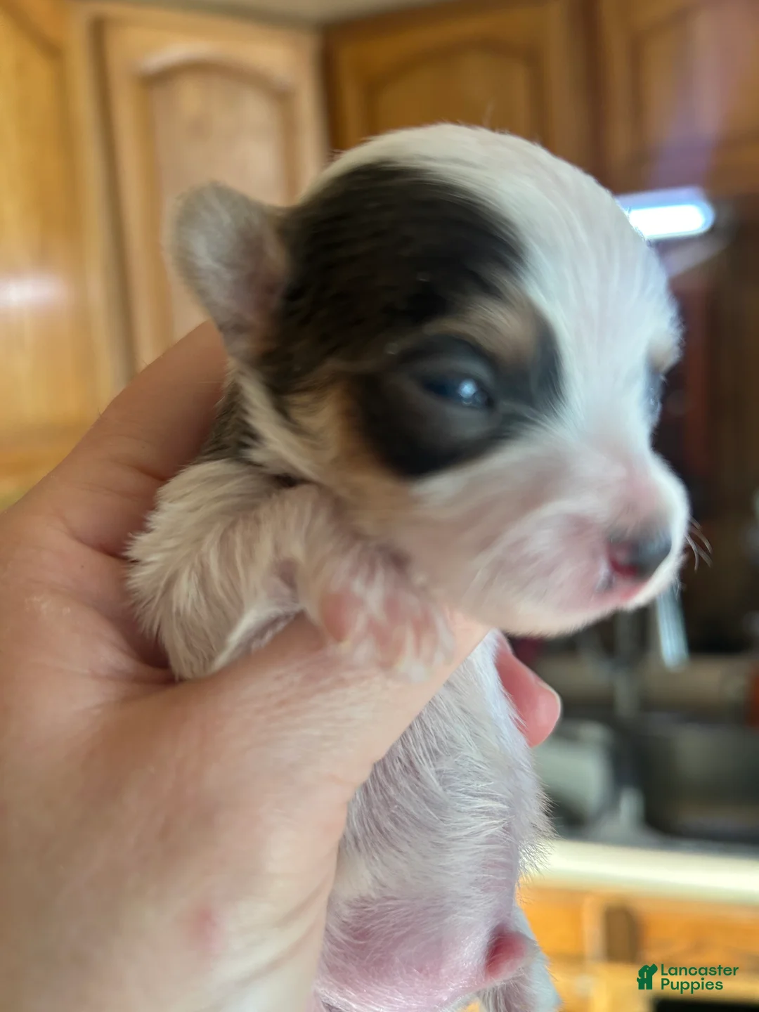 Yorkshire Terrier dogs for sale: Yorkshire Terrier Puppy 1 - Ad 2