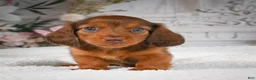 Miniature Dachshund dogs for sale: AKC-Drake - Ad 4