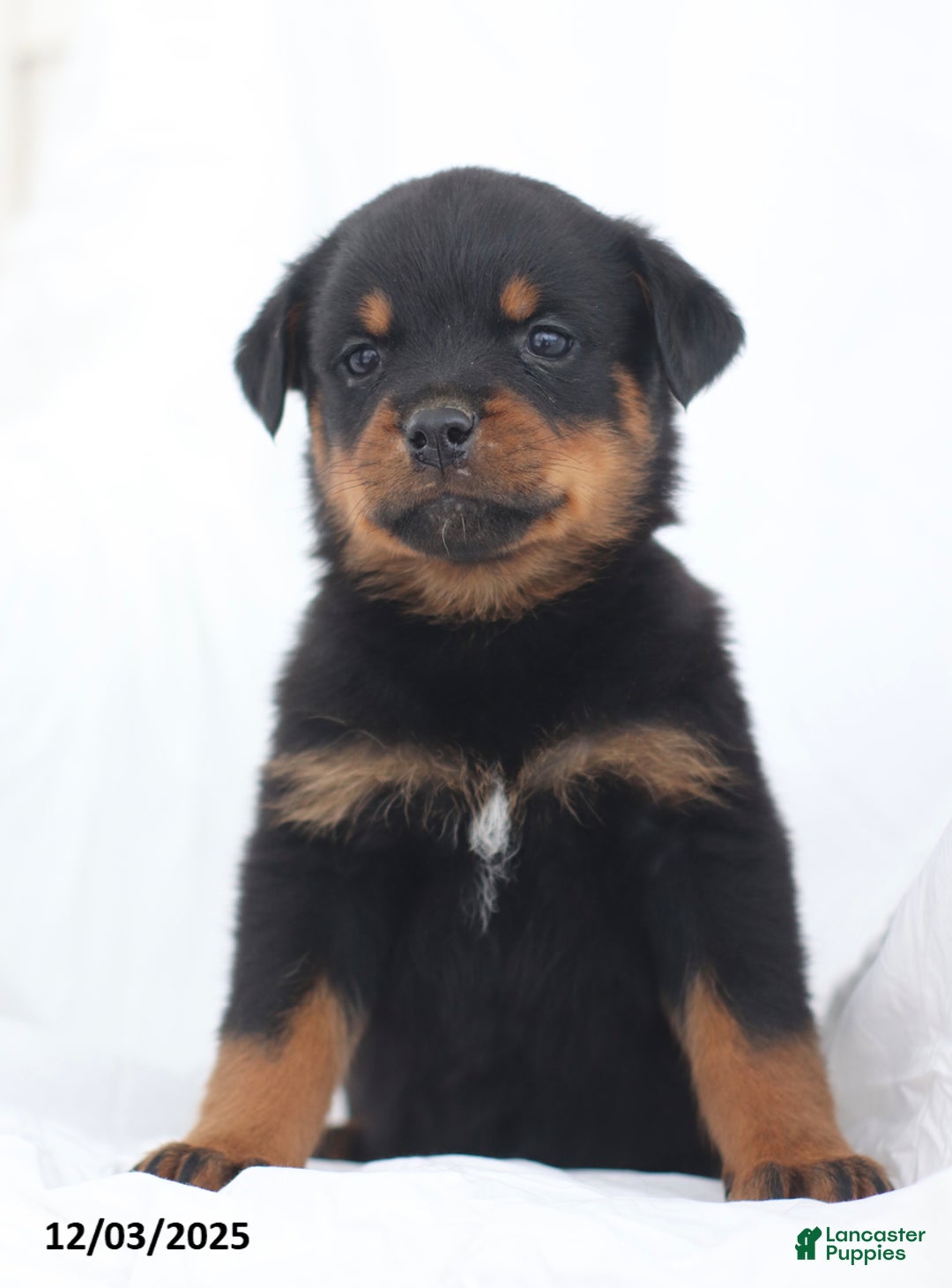 Rottweiler dogs for sale: Buck - Ad 5